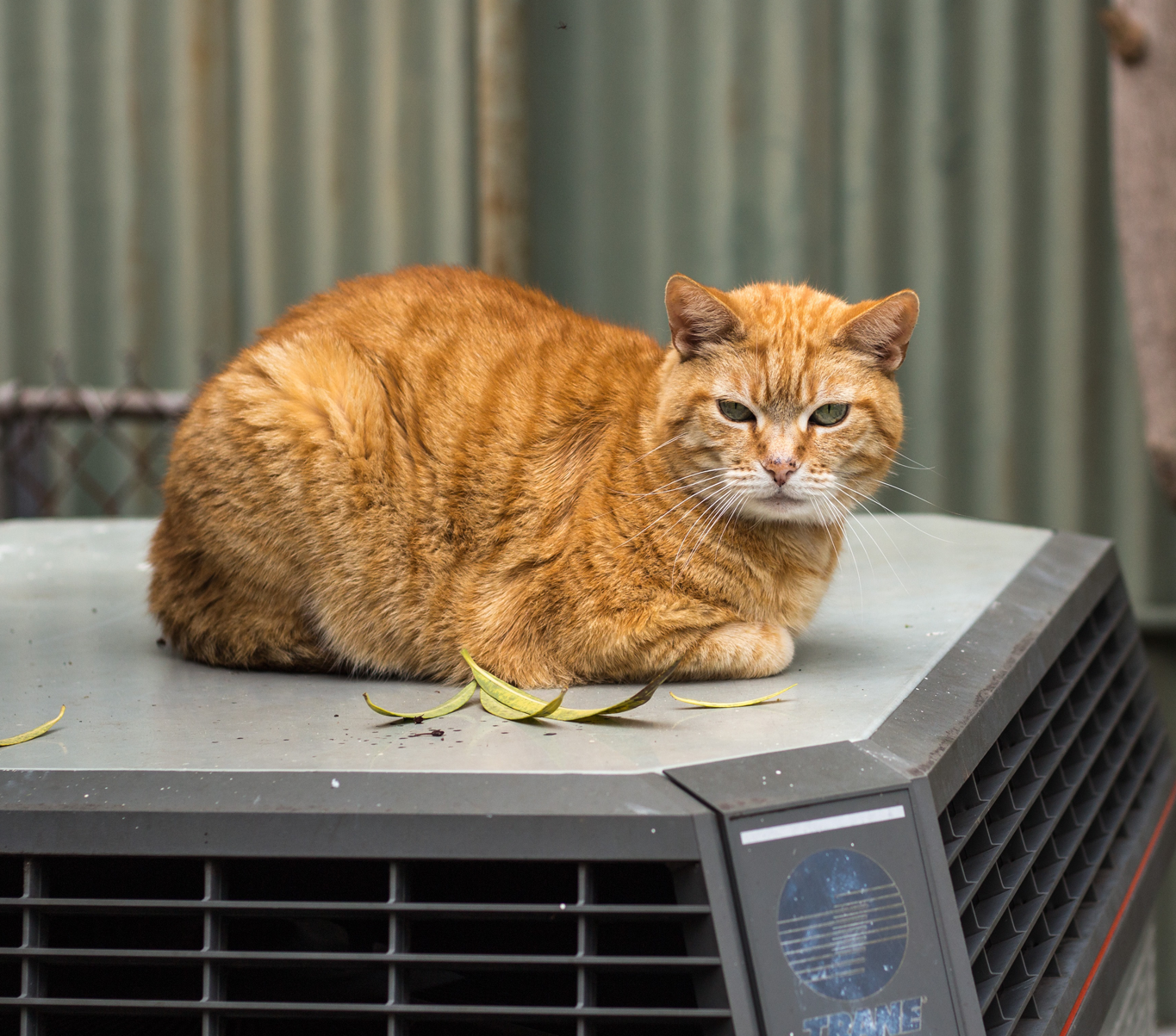 A Better Service Company, LLC